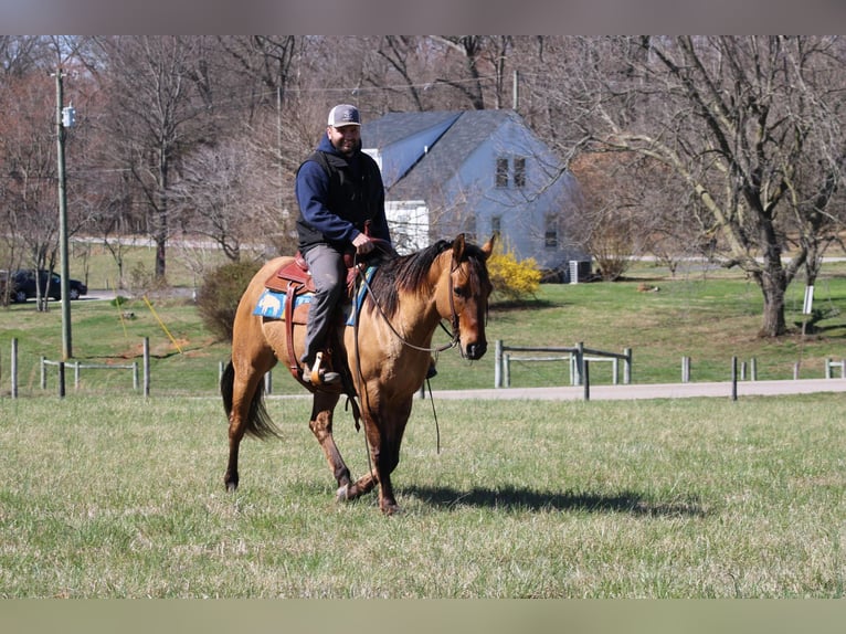 American Quarter Horse Castrone 11 Anni Pelle di daino in Sonora KY