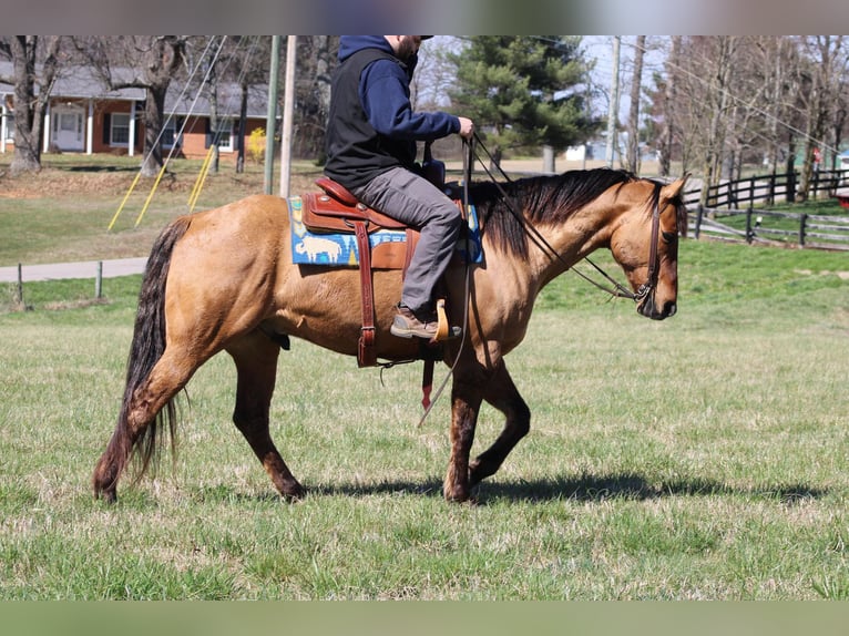 American Quarter Horse Castrone 11 Anni Pelle di daino in Sonora KY