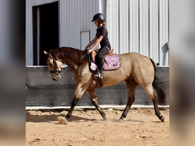 American Quarter Horse Castrone 11 Anni Pelle di daino in Weatherford