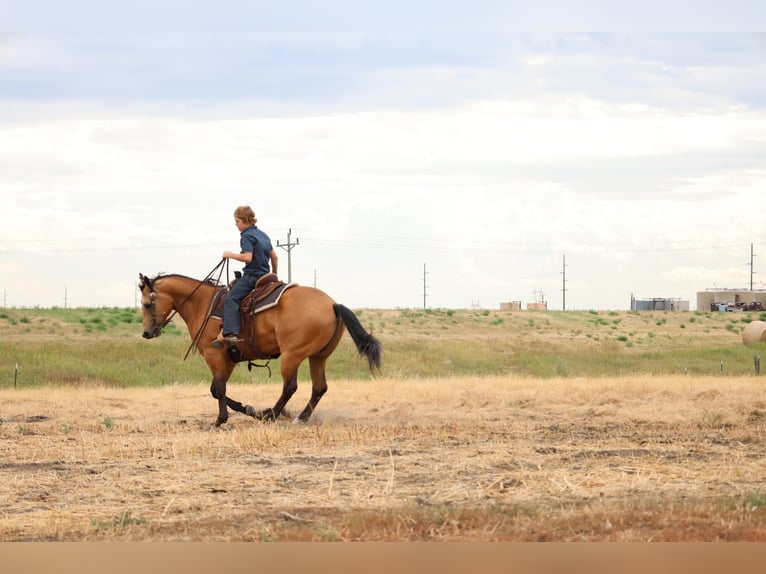 American Quarter Horse Castrone 11 Anni Pelle di daino in Ripley