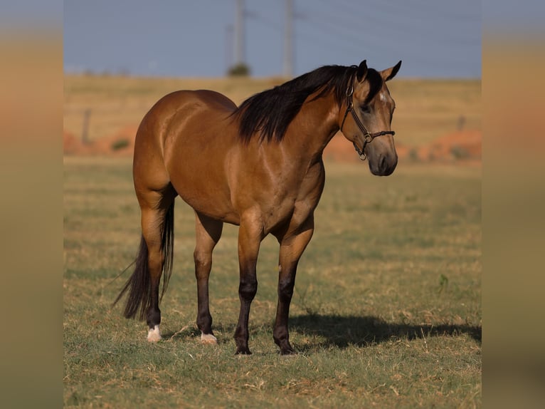American Quarter Horse Castrone 11 Anni Pelle di daino in Ripley