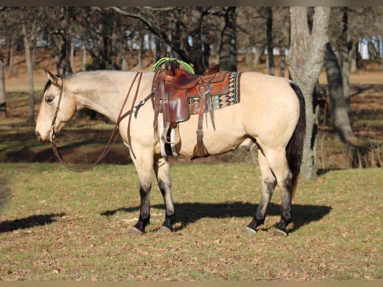 American Quarter Horse Mix Castrone 11 Anni Pelle di daino in Joshua, TX