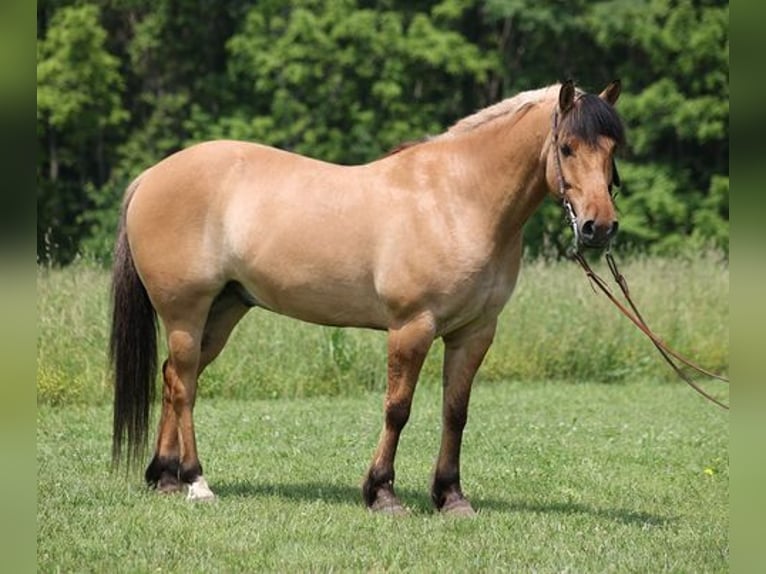 American Quarter Horse Castrone 11 Anni Pelle di daino in Mount Vernon, KY