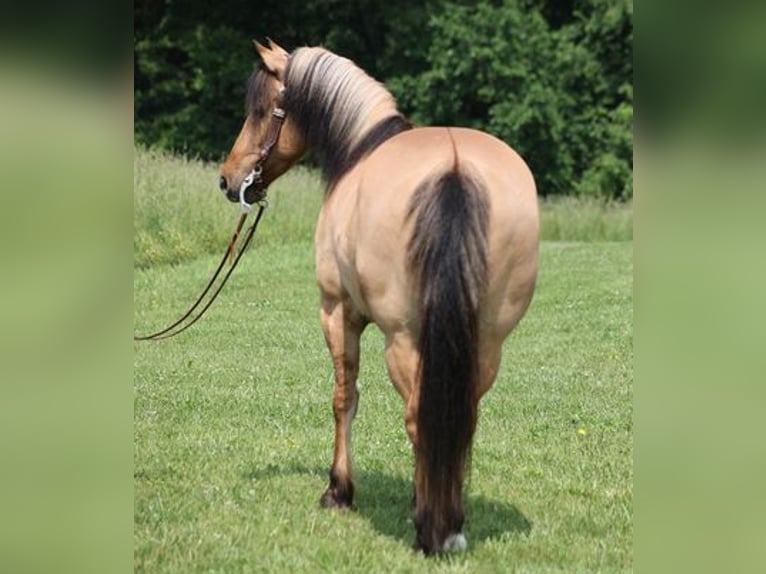 American Quarter Horse Castrone 11 Anni Pelle di daino in Mount Vernon, KY