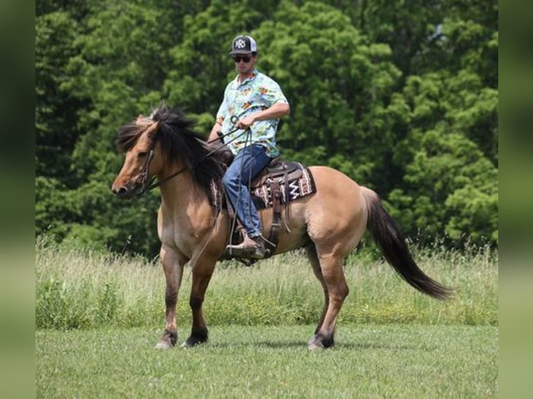 American Quarter Horse Castrone 11 Anni Pelle di daino in Mount Vernon, KY