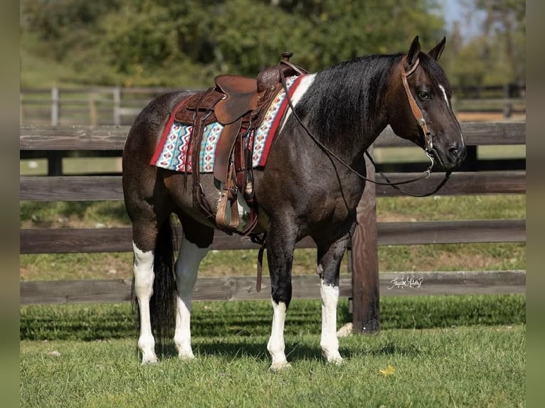 American Quarter Horse Castrone 11 Anni in Madisonville, KY