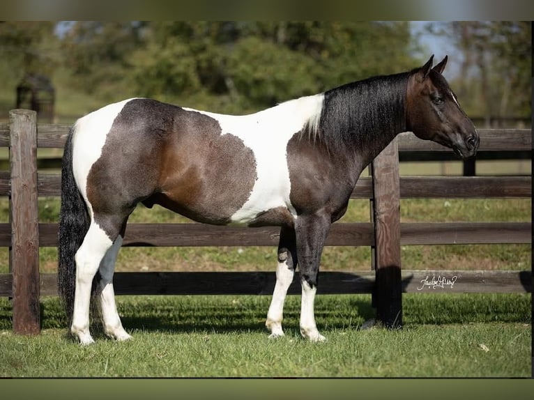 American Quarter Horse Castrone 11 Anni in Madisonville, KY