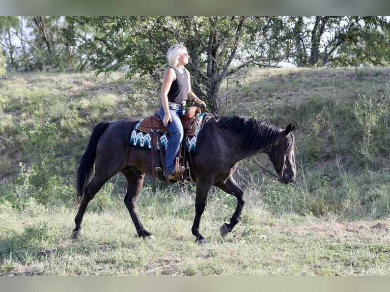 American Quarter Horse Castrone 11 Anni Roano blu in Mineral Wells