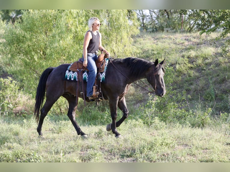 American Quarter Horse Castrone 11 Anni Roano blu in Mineral Wells