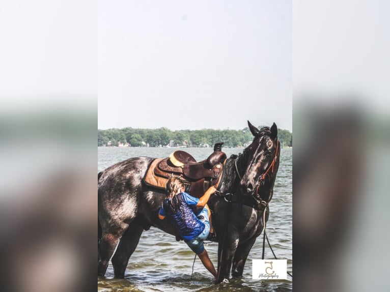 American Quarter Horse Castrone 11 Anni Roano blu in Koontz Lake IN