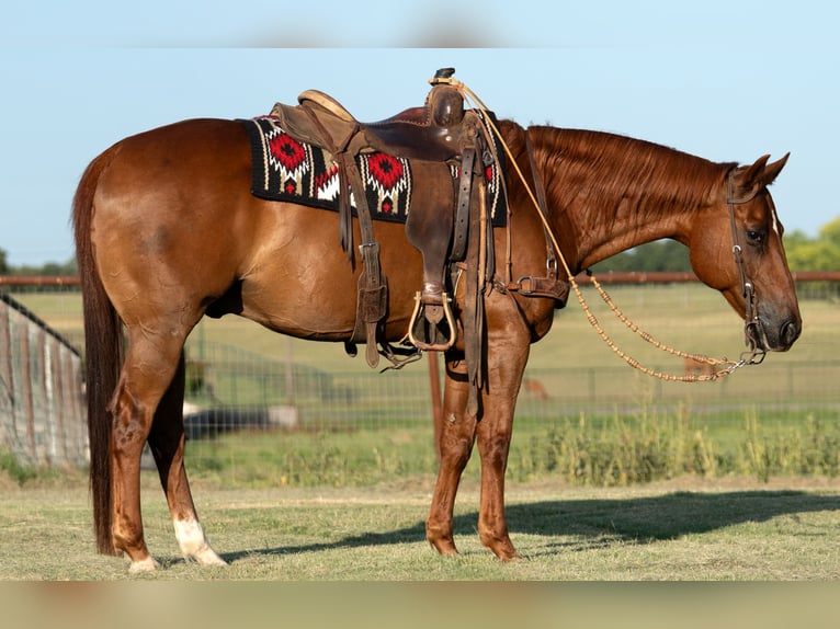 American Quarter Horse Castrone 11 Anni Sauro ciliegia in Fort Worth