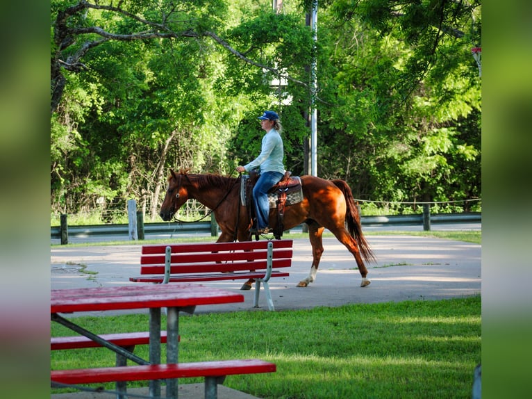 American Quarter Horse Castrone 11 Anni Sauro ciliegia in Stephenville TX