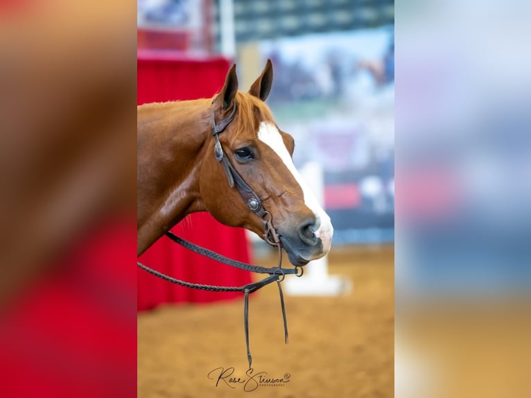 American Quarter Horse Castrone 11 Anni Sauro ciliegia in Robards