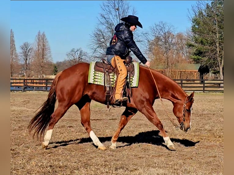 American Quarter Horse Castrone 11 Anni Sauro ciliegia in Robards