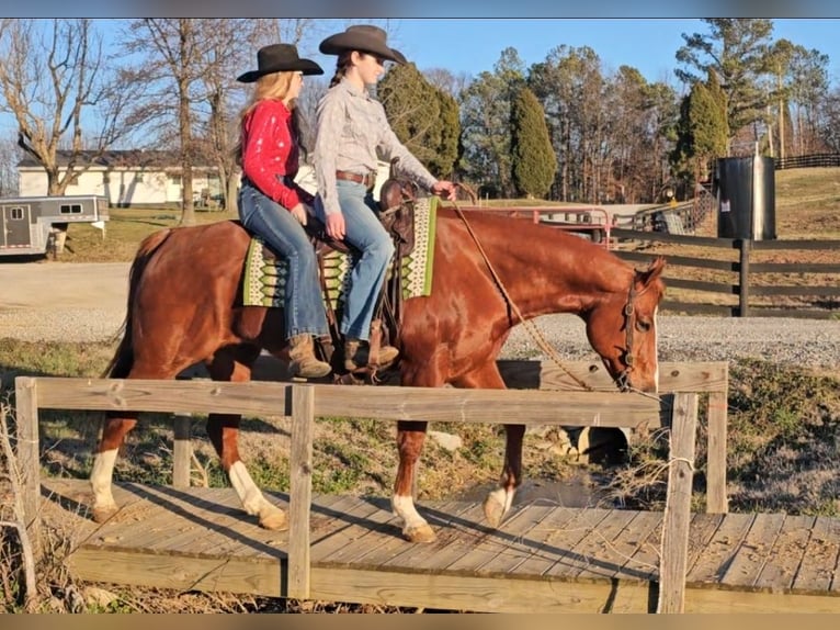 American Quarter Horse Castrone 11 Anni Sauro ciliegia in Robards