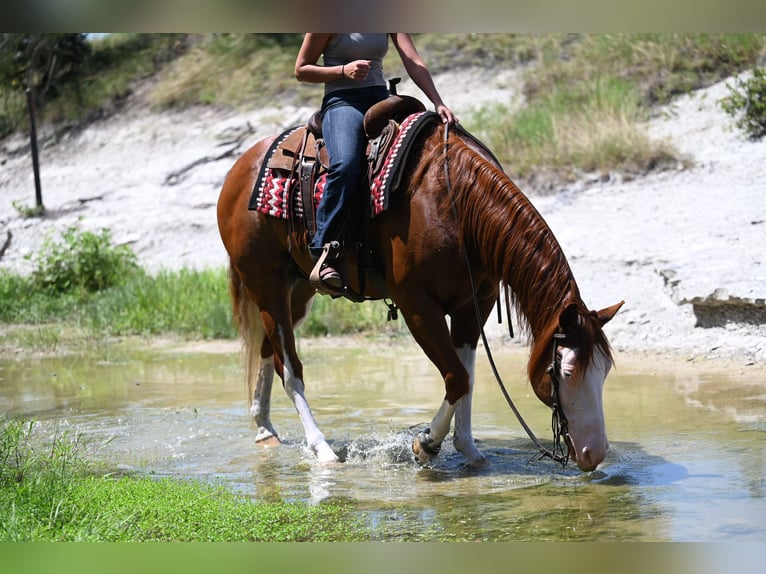 American Quarter Horse Castrone 11 Anni Sauro ciliegia in Waco