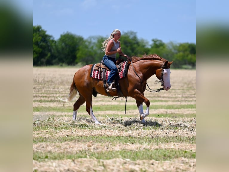 American Quarter Horse Castrone 11 Anni Sauro ciliegia in Waco