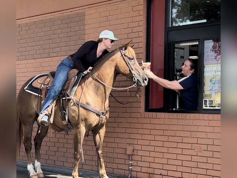 American Quarter Horse Castrone 11 Anni Sauro scuro in Weatherford TX