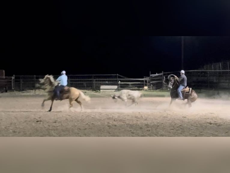 American Quarter Horse Castrone 11 Anni Sauro scuro in Weatherford TX