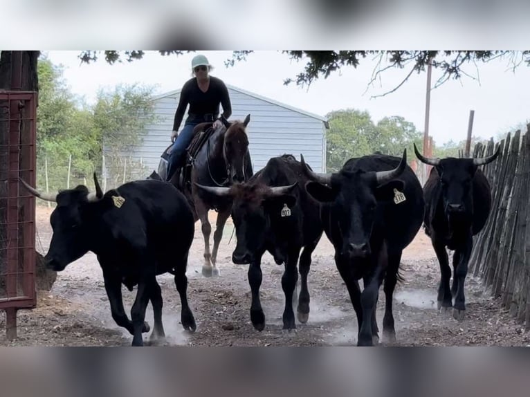 American Quarter Horse Castrone 11 Anni Sauro scuro in Weatherford TX