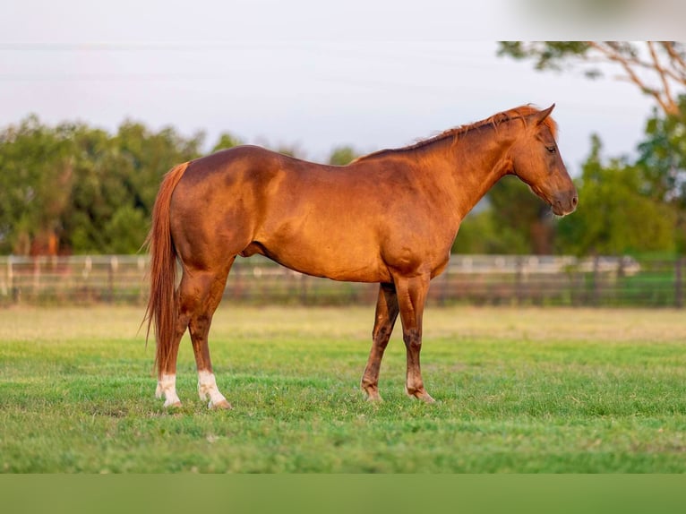 American Quarter Horse Castrone 11 Anni Sauro scuro in Weatherford TX