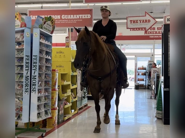 American Quarter Horse Castrone 11 Anni Sauro scuro in Weatherford TX