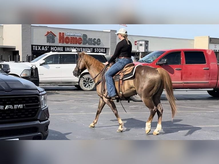 American Quarter Horse Castrone 11 Anni Sauro scuro in Weatherford TX