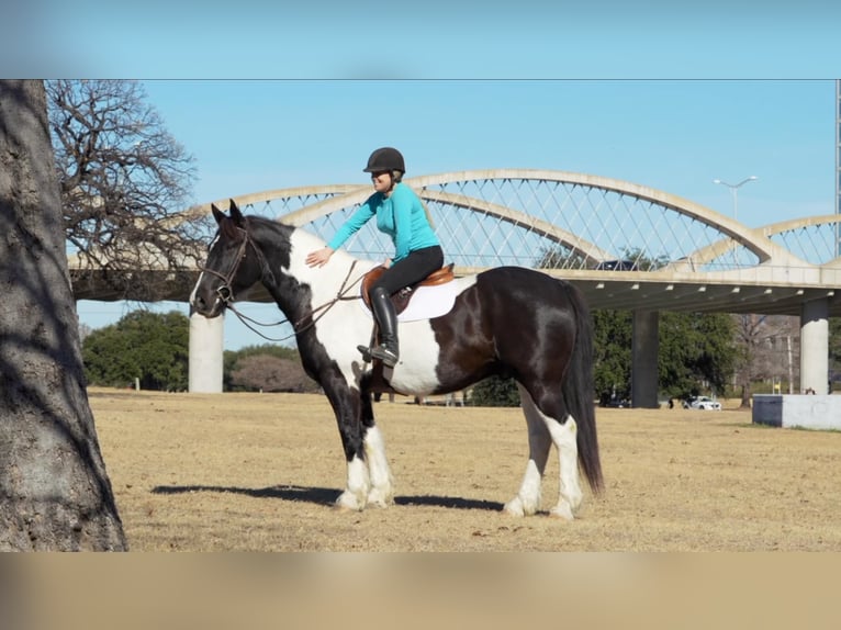 American Quarter Horse Castrone 11 Anni Tobiano-tutti i colori in Weatherford TX