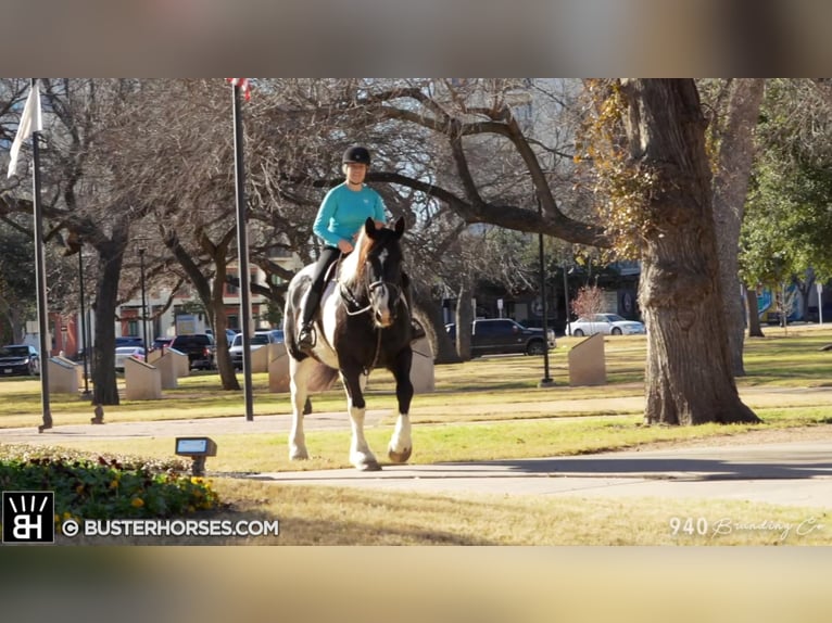 American Quarter Horse Castrone 11 Anni Tobiano-tutti i colori in Weatherford TX