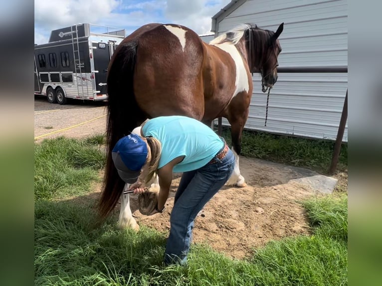 American Quarter Horse Castrone 11 Anni Tobiano-tutti i colori in Ravenna TX