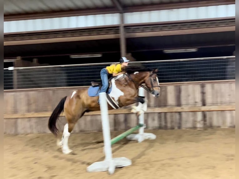 American Quarter Horse Castrone 11 Anni Tobiano-tutti i colori in Ravenna TX