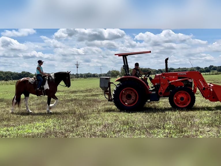 American Quarter Horse Castrone 11 Anni Tobiano-tutti i colori in Ravenna TX