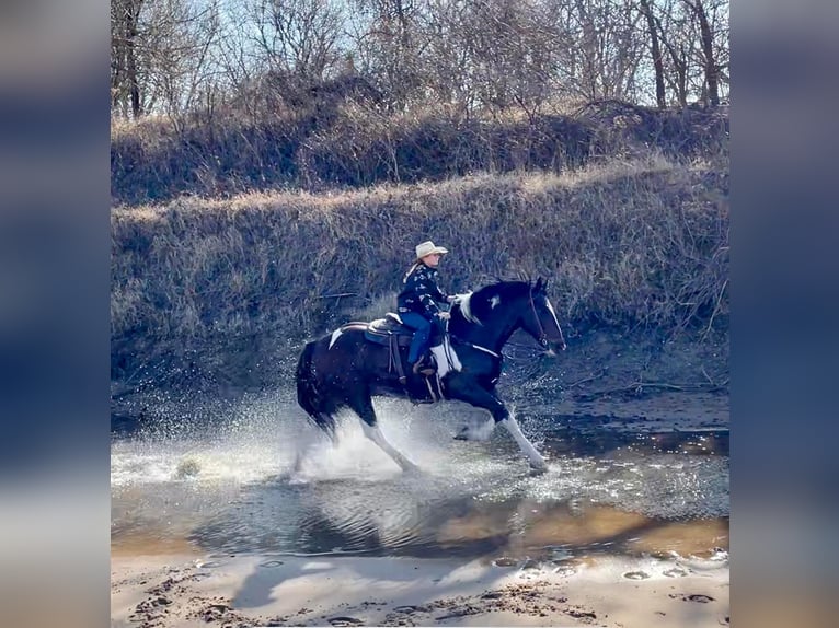 American Quarter Horse Castrone 11 Anni Tobiano-tutti i colori in Ravenna TX