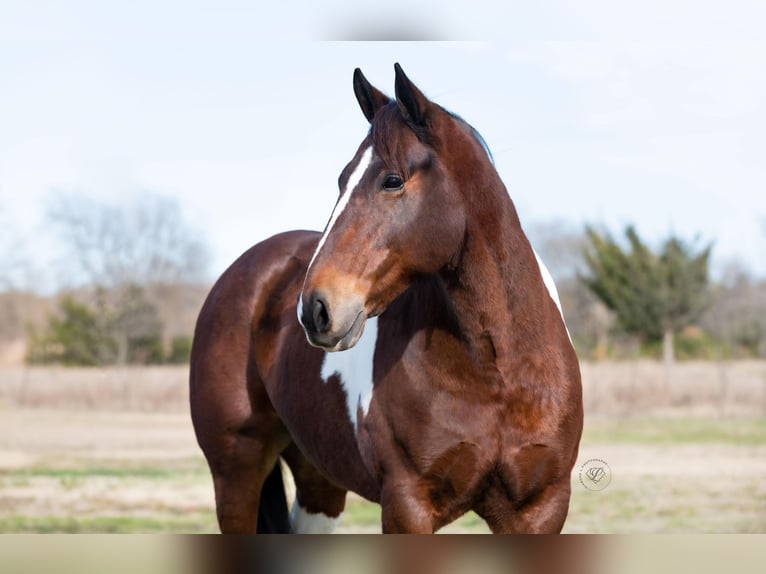 American Quarter Horse Castrone 11 Anni Tobiano-tutti i colori in Ravenna TX