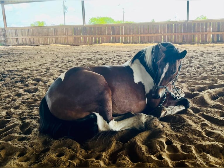 American Quarter Horse Castrone 11 Anni Tobiano-tutti i colori in Ravenna TX