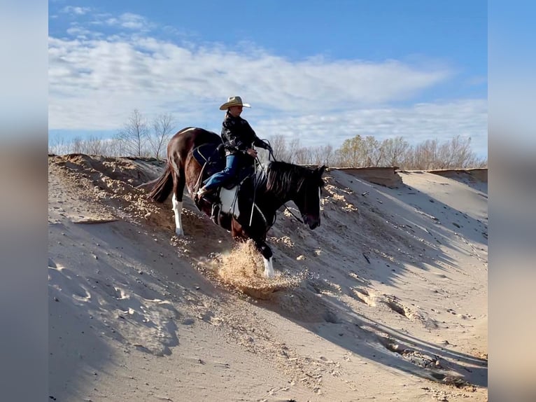 American Quarter Horse Castrone 11 Anni Tobiano-tutti i colori in Ravenna TX