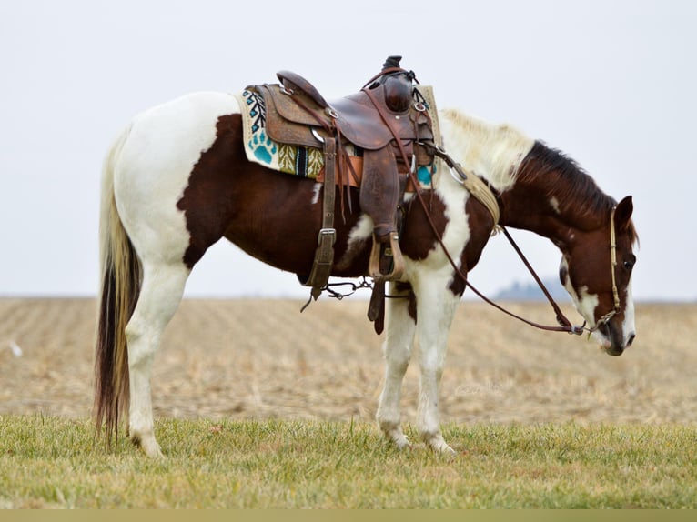 American Quarter Horse Castrone 11 Anni Tobiano-tutti i colori in Jamestown KY