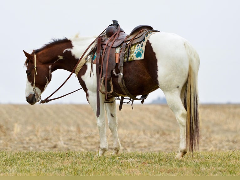 American Quarter Horse Castrone 11 Anni Tobiano-tutti i colori in Jamestown KY