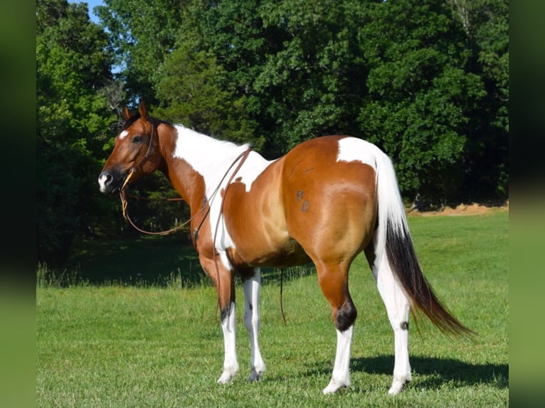 American Quarter Horse Castrone 11 Anni Tobiano-tutti i colori in Hazelton IA