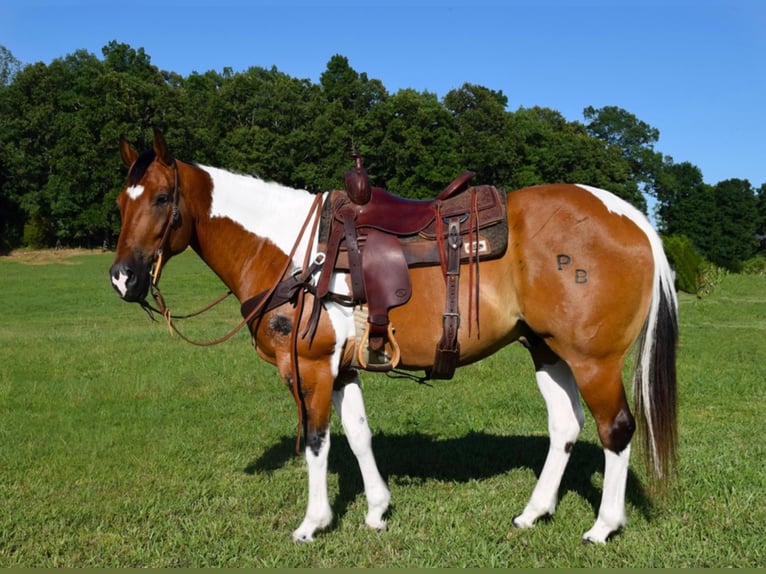 American Quarter Horse Castrone 11 Anni Tobiano-tutti i colori in Hazelton IA