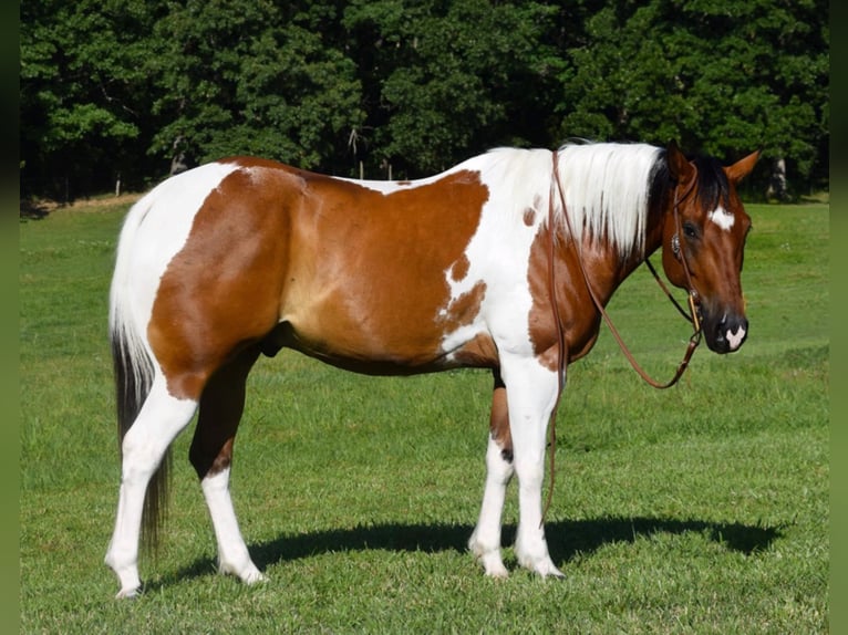 American Quarter Horse Castrone 11 Anni Tobiano-tutti i colori in Hazelton IA