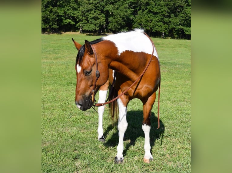 American Quarter Horse Castrone 11 Anni Tobiano-tutti i colori in Hazelton IA