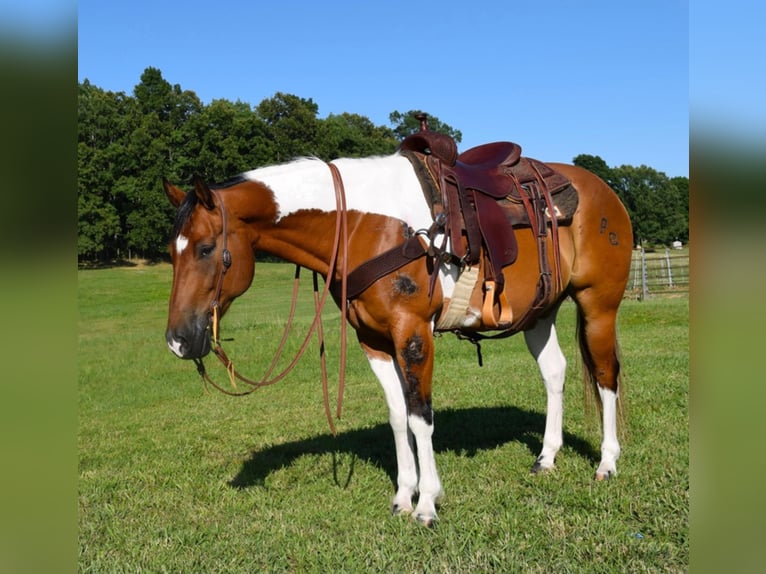 American Quarter Horse Castrone 11 Anni Tobiano-tutti i colori in Hazelton IA