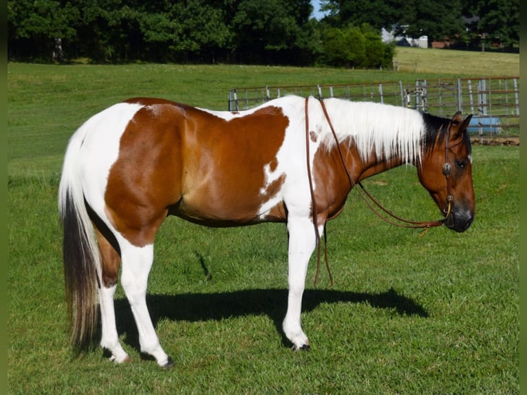 American Quarter Horse Castrone 11 Anni Tobiano-tutti i colori in Hazelton IA