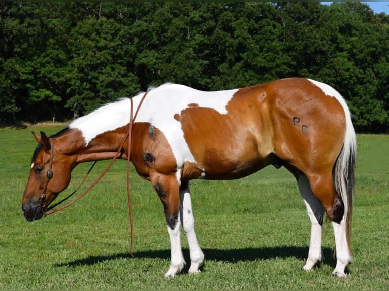 American Quarter Horse Castrone 11 Anni Tobiano-tutti i colori in Hazelton IA