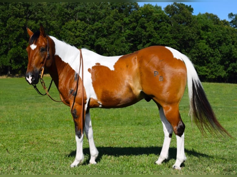 American Quarter Horse Castrone 11 Anni Tobiano-tutti i colori in Hazelton IA