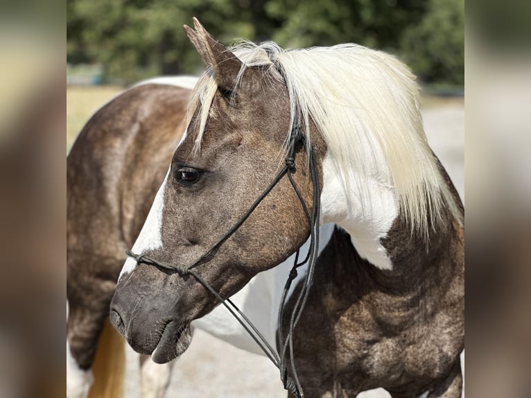 American Quarter Horse Castrone 11 Anni Tobiano-tutti i colori in Byers TX