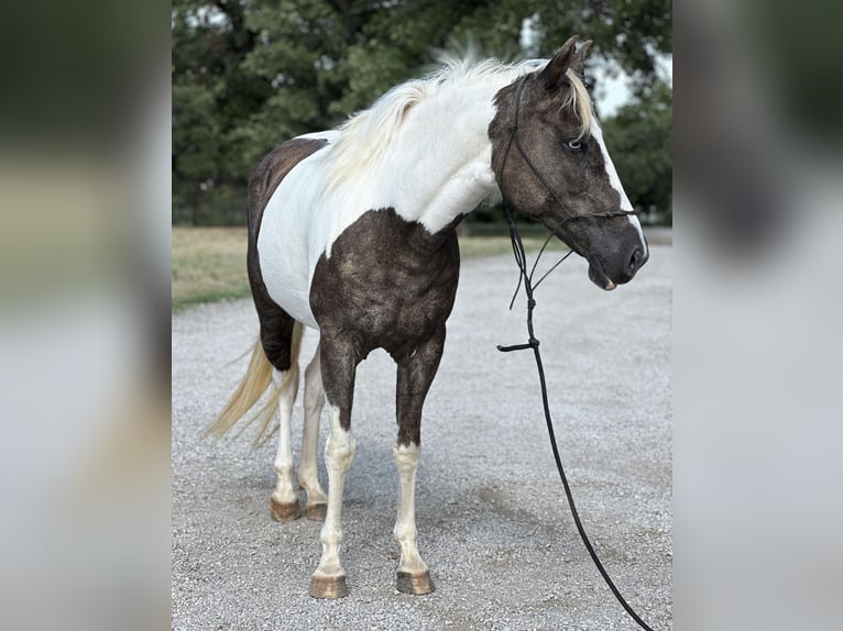 American Quarter Horse Castrone 11 Anni Tobiano-tutti i colori in Byers TX