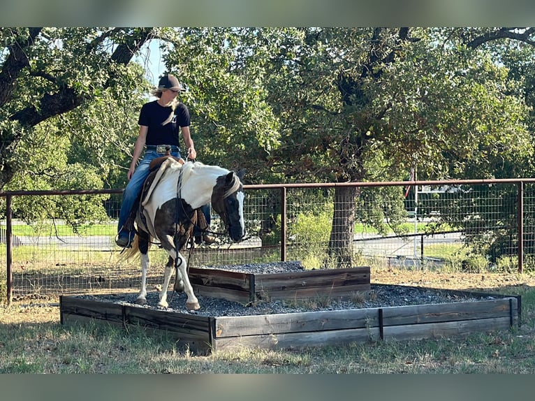 American Quarter Horse Castrone 11 Anni Tobiano-tutti i colori in Byers TX