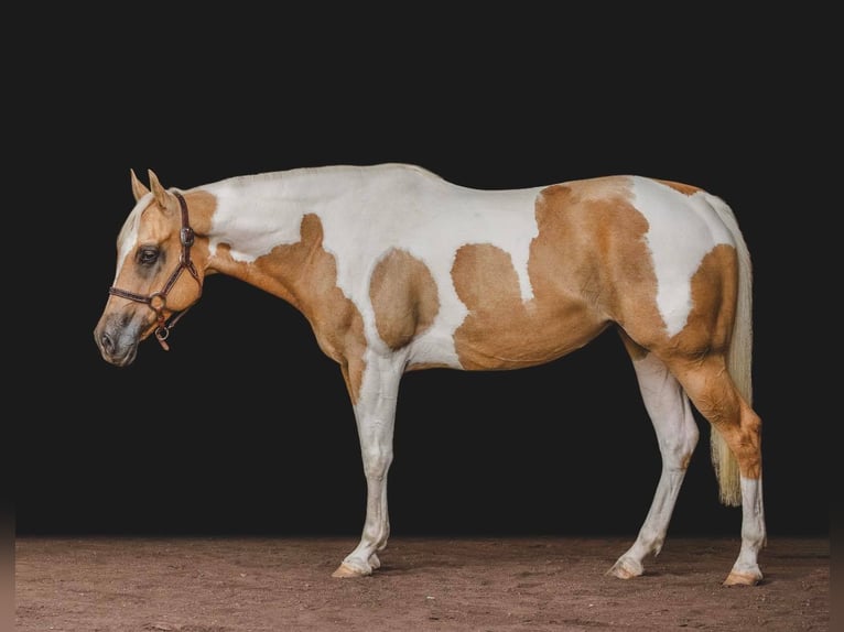 American Quarter Horse Castrone 11 Anni Tobiano-tutti i colori in Everett PA